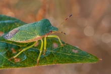 Pluskwiaczek