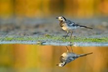 Pliszka Siwa, White Wag...