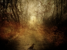  Forest of Illusion