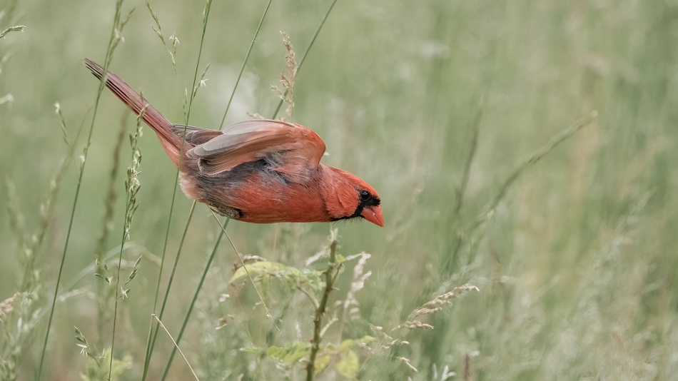 fotosc - . Northern Cardinal. Zdjęcie 315647