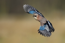 Sójka, Eurasian Jay (Ga...