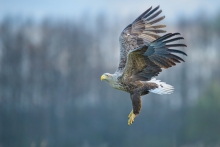 Bielik, White-tailed Ea...