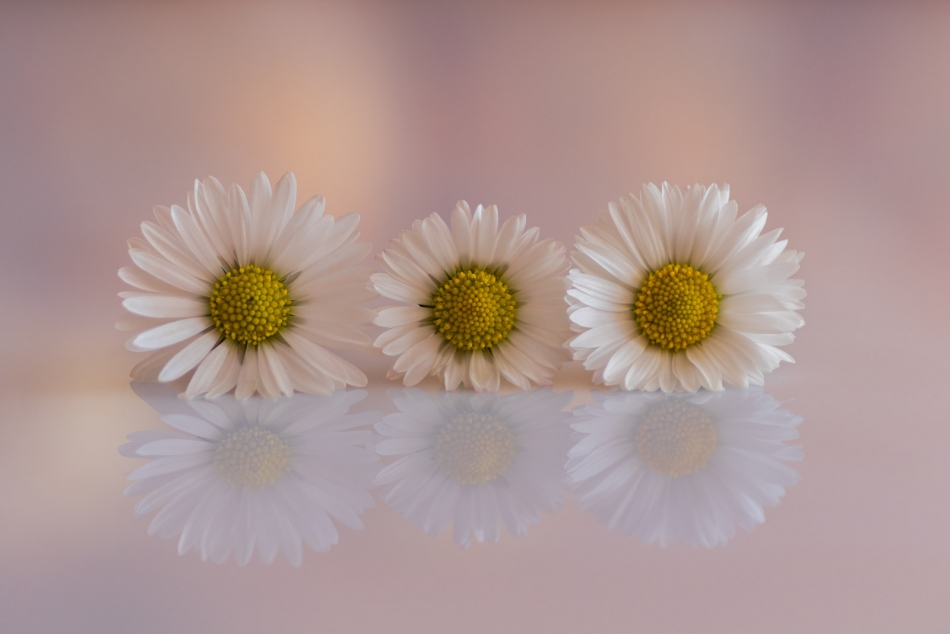 radson_foto - stokrotka (Bellis L.). . Zdjęcie 313359