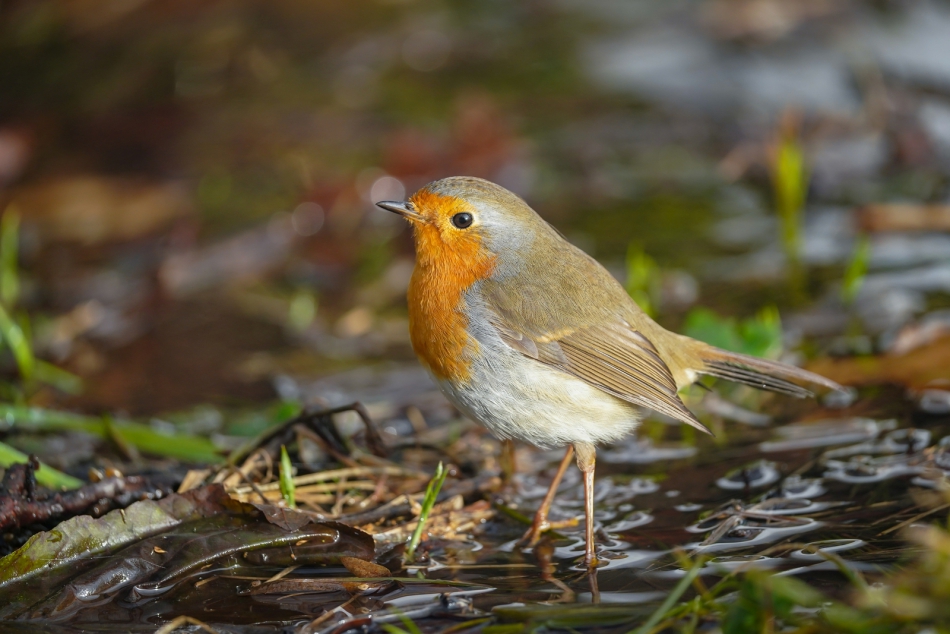 amigamedia - Bo rude jest piękne.  Rudzik (Erithacus rubecula) Przyroda naszego regionu - Czyżowice. Sony ILCE-9+Sony SEL200600G FE 200-600mm f/5.6-6.3 G OSS. Przysłona: f/6,3; Czas ekspozycji: 1/320 s; ISO: 400; Ogniskowa: 600 mm.. Zdjęcie 310248