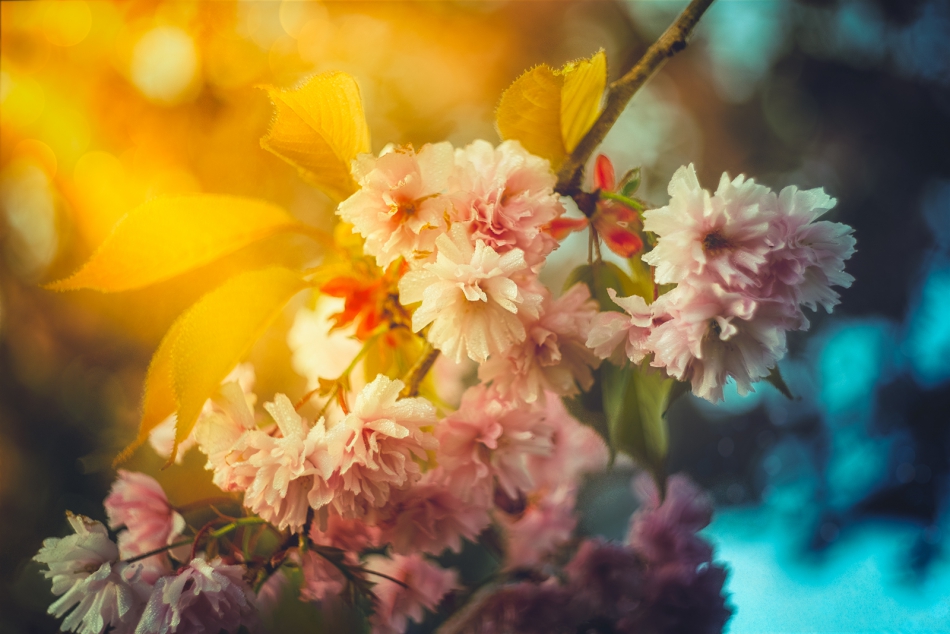 mikeszt28 - . Sakura, Helios 44-2. Zdjęcie 315159