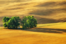Svata Barborka