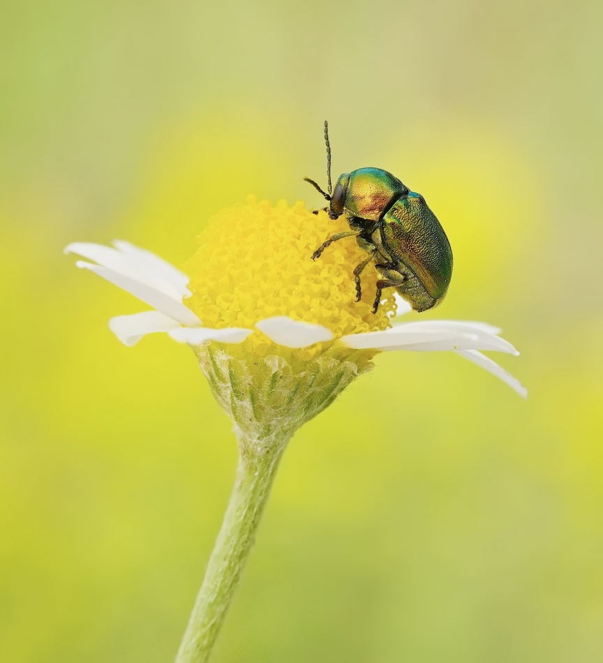 keni - Chrysolina fastuosa. PE proszę. Zdjęcie 333047