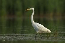 Czapla biała