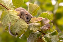 Glis Glis