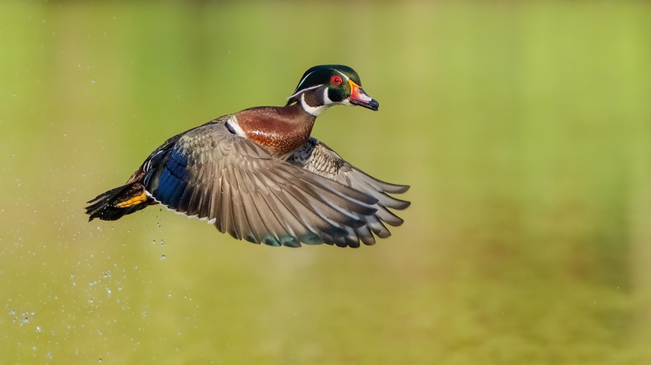 fotosc - . Wood duck. Zdjęcie 314255