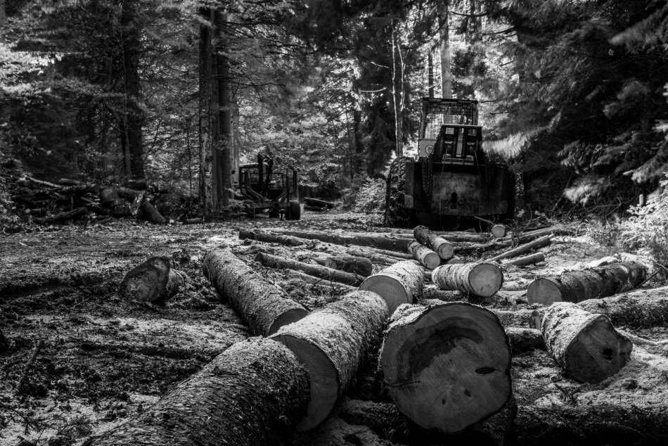 *. . Zdjęcie 336453