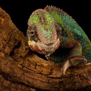 Furcifer pardalis