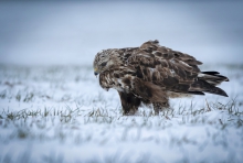 Buteo lagopus