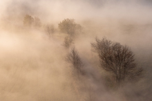 misty trees