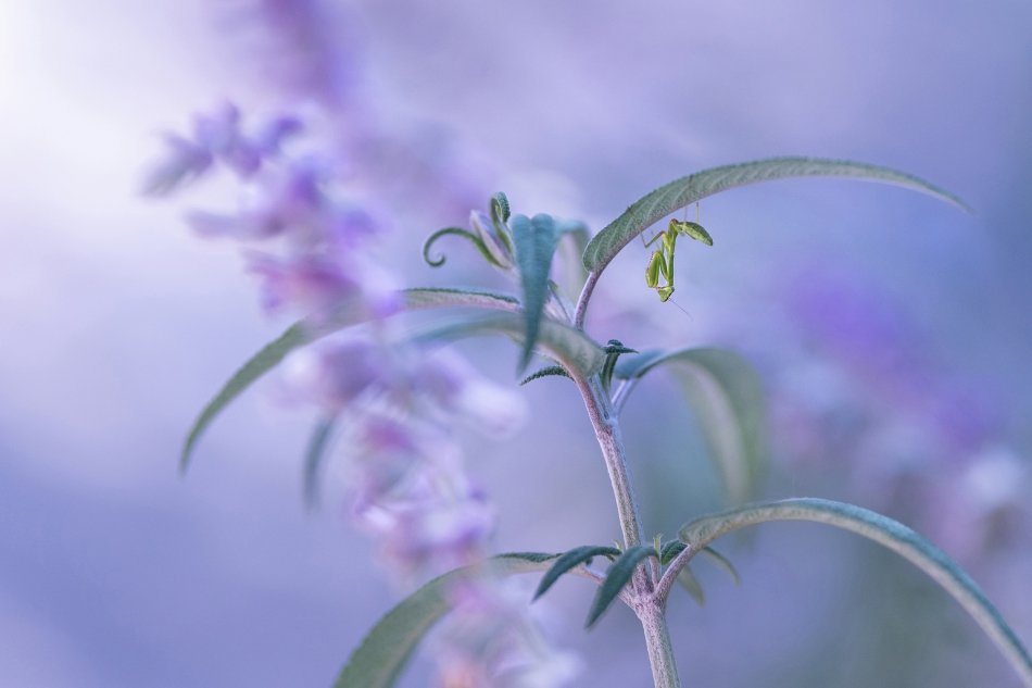 dzastin - Przygody małej M. * Mantis religiosa ( modliszka ) sfotografowana w dzikiej naturze, Hiszpania. Scenka pokazana w naturalnej kolorystyce, bez filtrów i nakładek.. Zdjęcie 315521