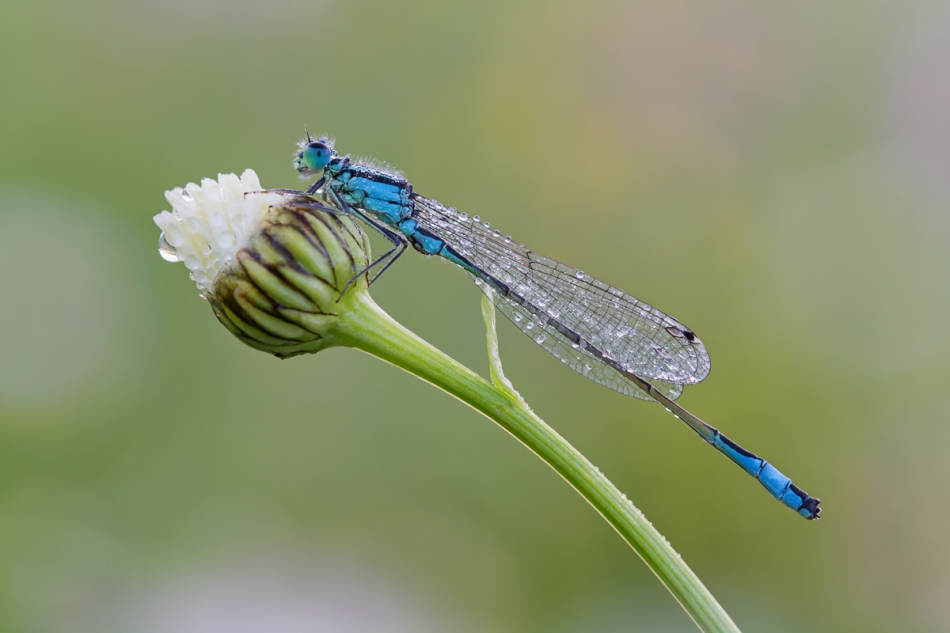 prajzner - Ischnura elegans. Tężnica wytworna. Zdjęcie 201037
