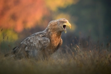 Haliaeetus albicilla