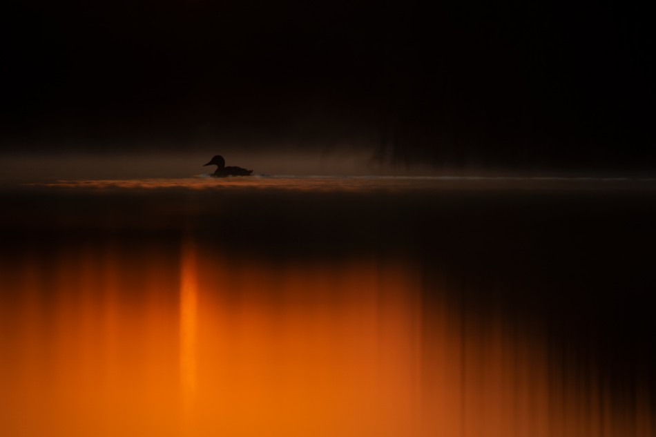 Kaczka. . Zdjęcie 337707