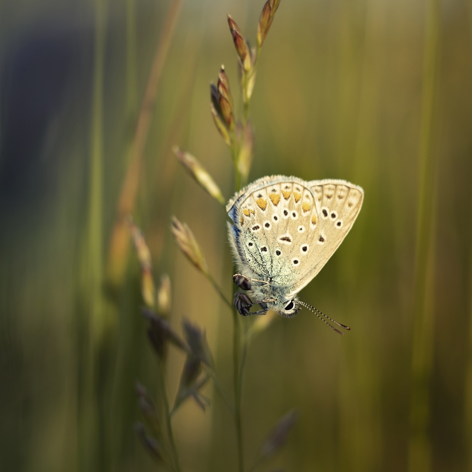 mon_ika - . . Zdjęcie 321792