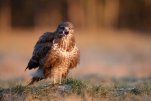 Buteo buteo