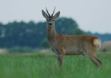 łakowy posąg