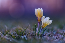 krokus (Crocus)
