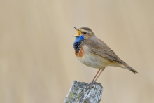 Podróżniczek, Bluethroa...