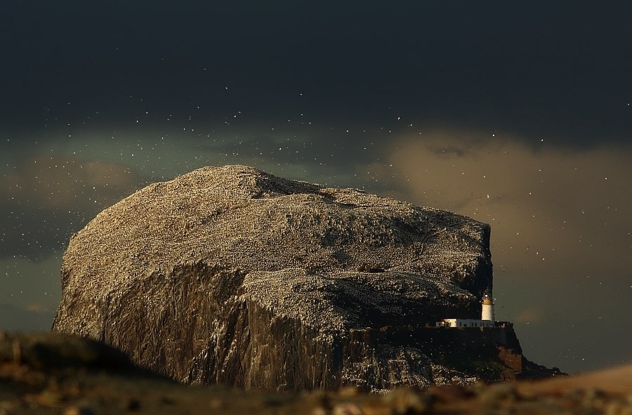 kerim - Bass Rock. North Berwick, Scotland. Zdjęcie 28091
