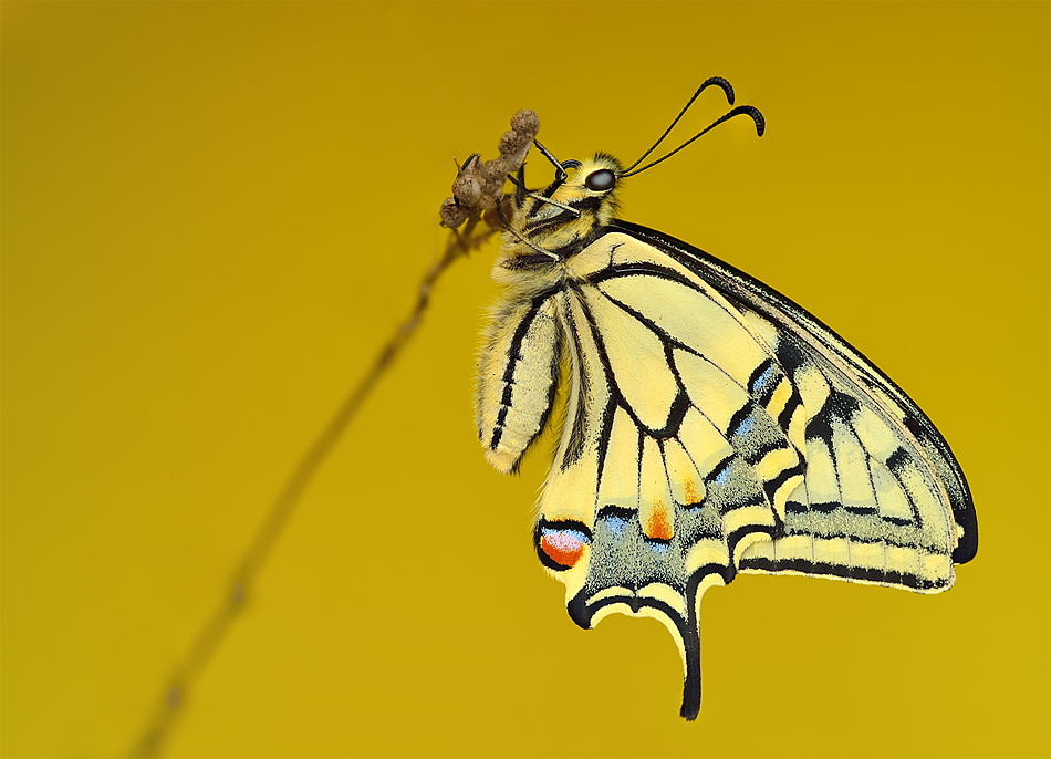 irass - ,Papilio machaon.. . Zdjęcie 48635