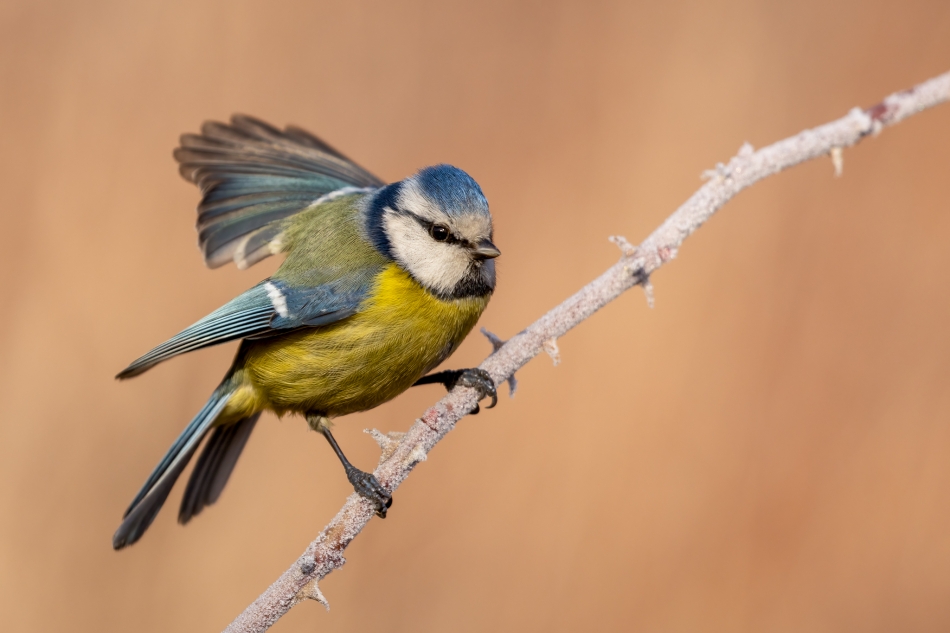 Modraszka. . Zdjęcie 336822