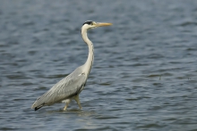 Bardzooo czujna