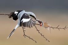 Srokosz, Great Grey Shr...
