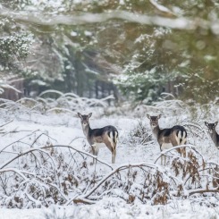 Opowieści z zimowego lasu