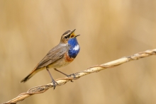 Podróżniczek, Bluethroa...