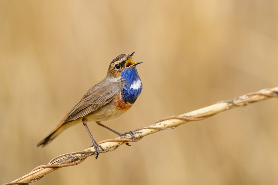raftik - Podróżniczek, Bluethroat (Luscinia svecica) .... . Zdjęcie 331838