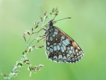 Przeplatka atalia