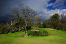 Golf tree