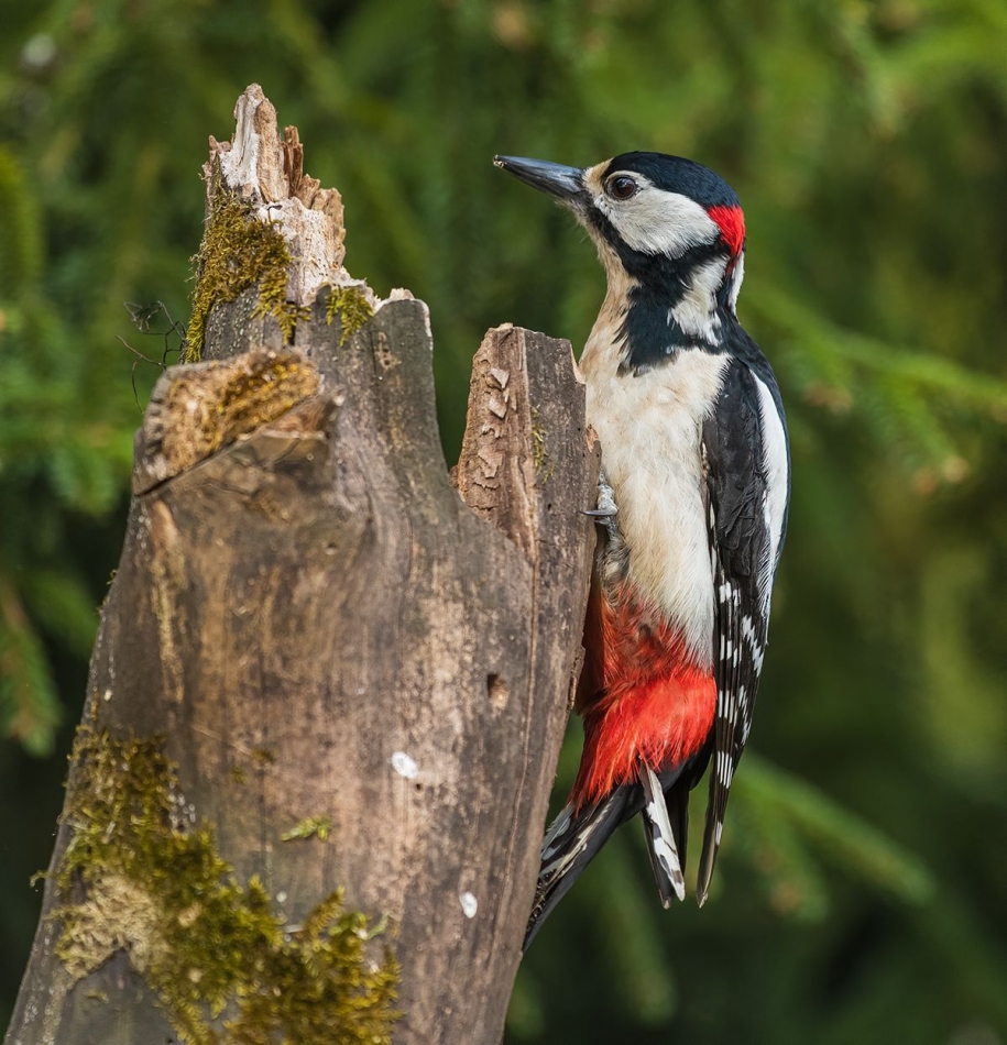 Dzięcioł Duży . . Zdjęcie 336773