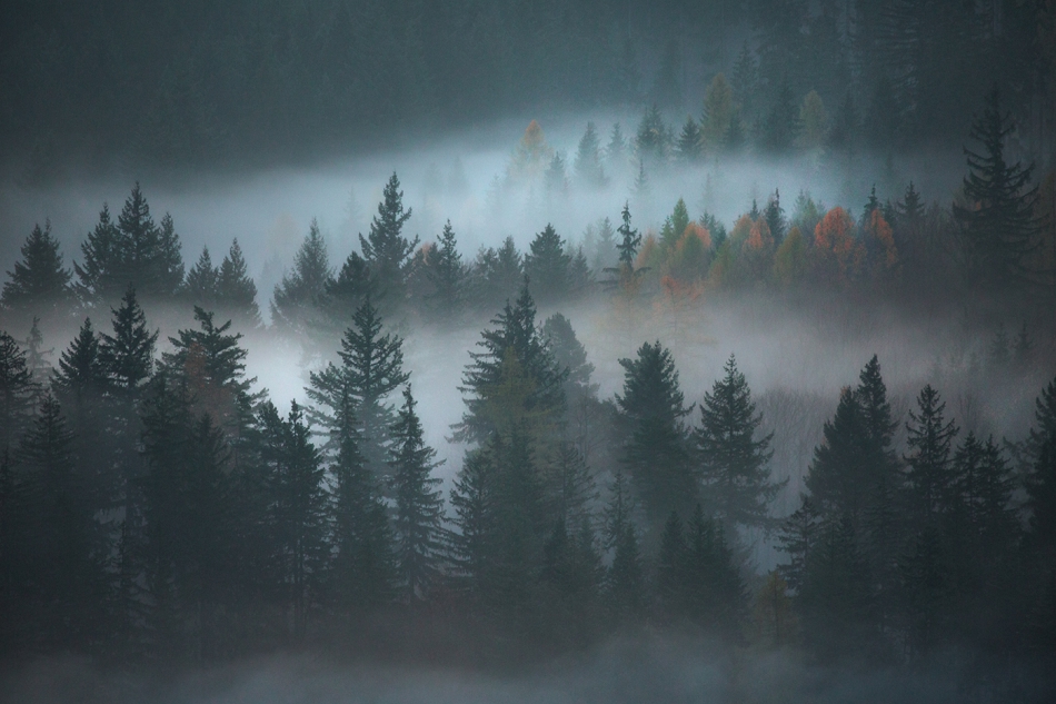 bonnieandclyde - Spirit of the Trees.... . Zdjęcie 307992