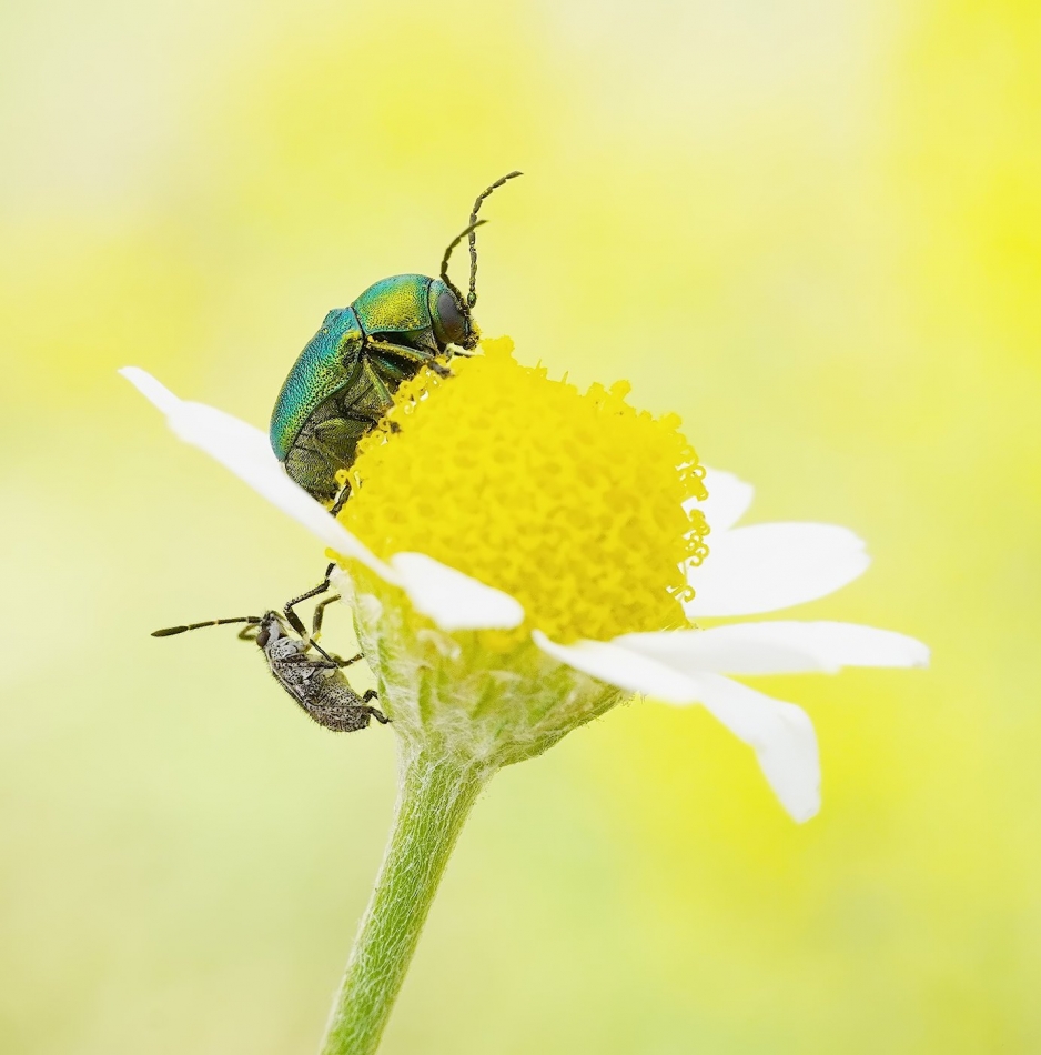 Strophosoma capitatum, chrysolina fastuosa. PE proszę. Zdjęcie 333053
