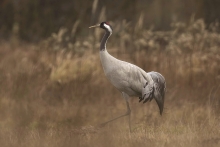 Grus grus