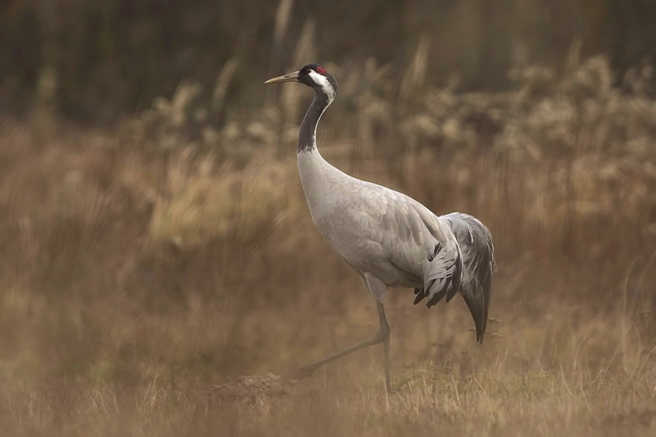 koliber1 - Grus grus. . Zdjęcie 329302