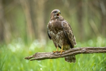 Buteo