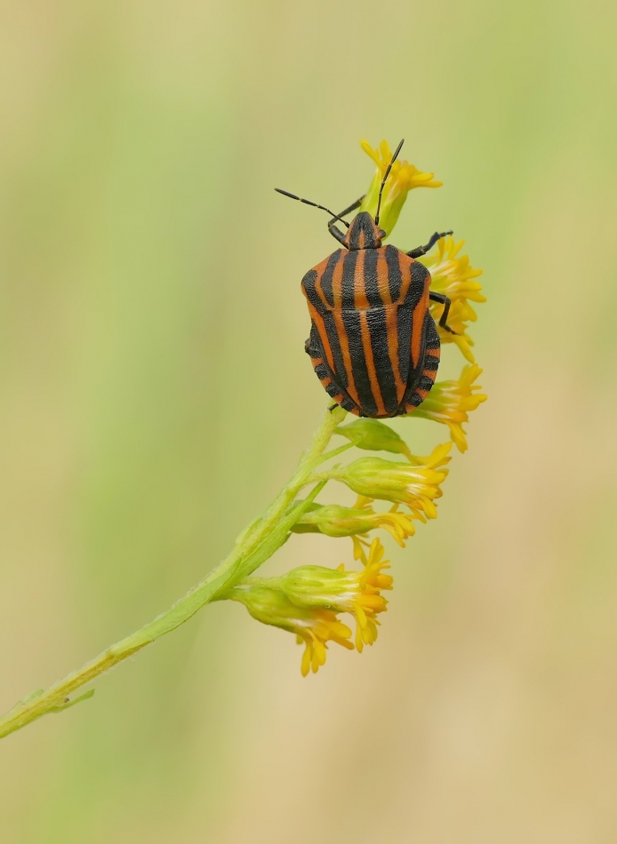 keni - W barwach A.C. Milan :-). PE. Zdjęcie 334722