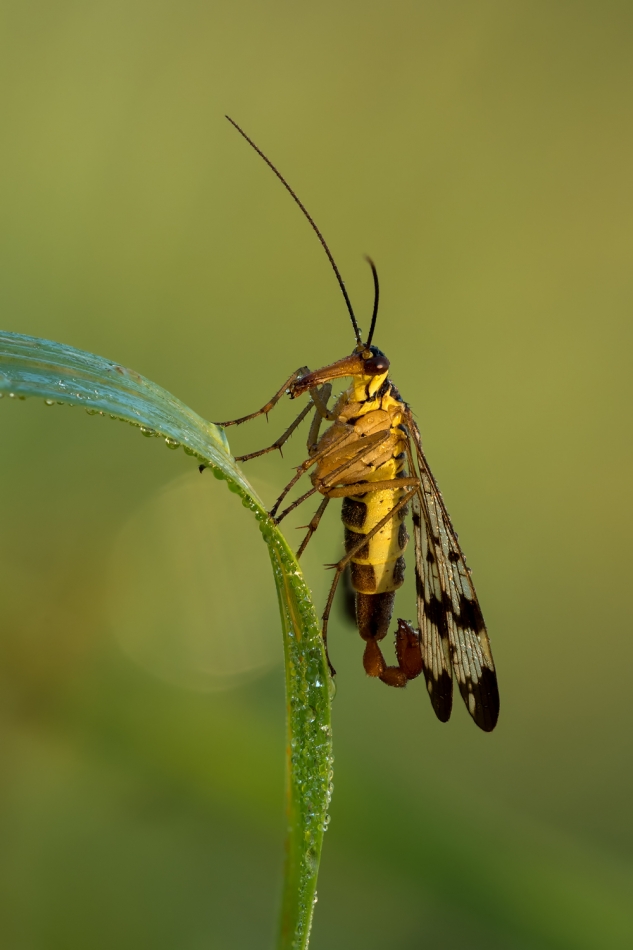 assalga - Wojsiłka. . Zdjęcie 327512