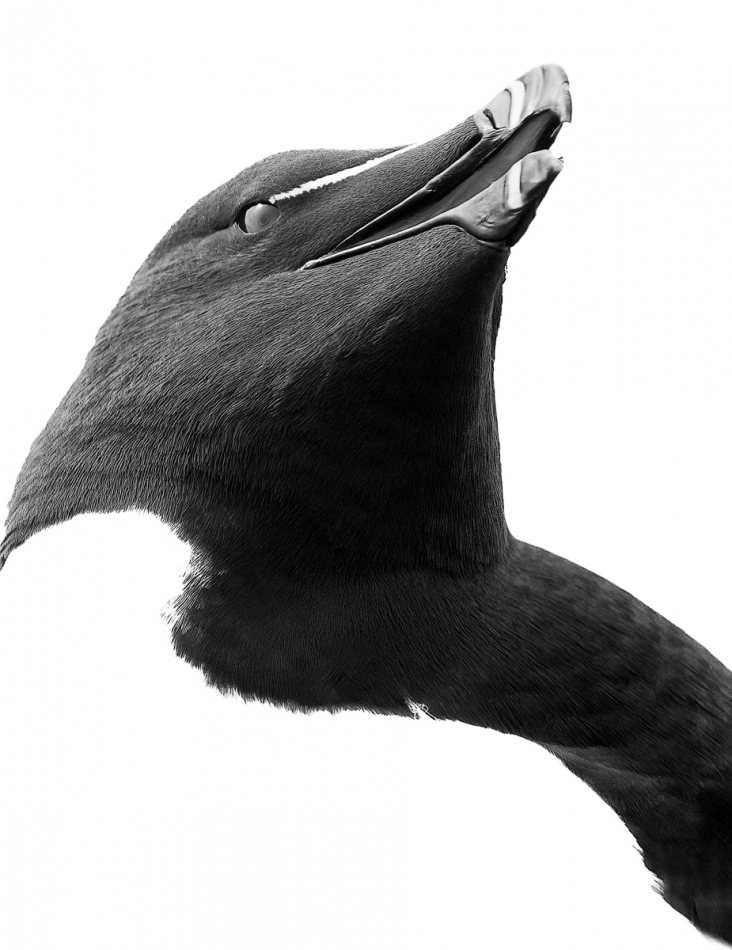 therion - Razorbill. Lunga, Treshnish Isles. Zdjęcie 314617