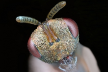 Extreme Macro