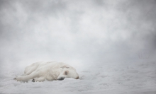 Tired Veteran - Winter ...