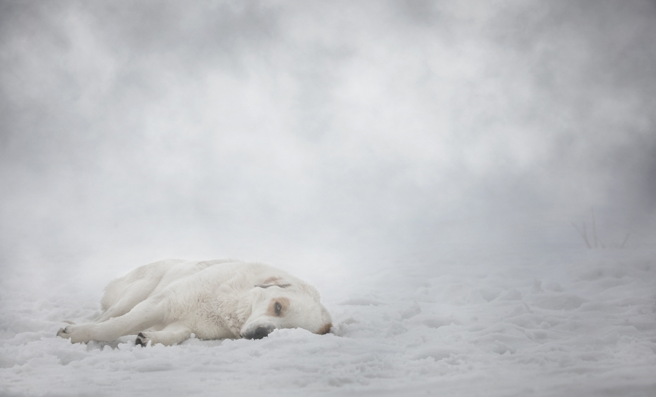 vladimir79 - Tired Veteran - Winter Edition. Coincidence offered me a situation for the second time. Like deja vu. Im thinking of developing this idea. The second photo is the Summer Edition of the same situation.. Zdjęcie 280880