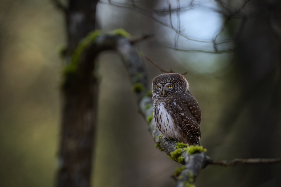 darek_d - zmierzch zapada. Puszcza Białowieska grudzień 2024. Zdjęcie 329401